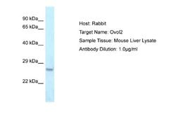 OVOL2 Rabbit anti-Mouse, Polyclonal, Novus Biologicals 0.1ml; Unconjugated:Antibodies,
